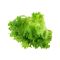 Fresh and delicious Cabbage for export